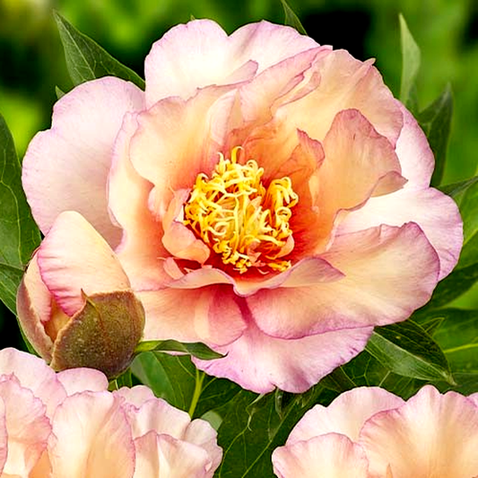 ITOH Scrumdidleumptious