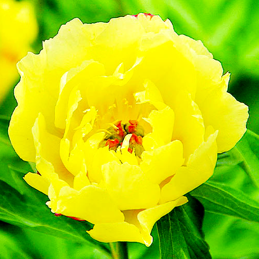 ITOH Sequestered Sunshine