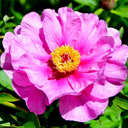 ITOH Sonoma Amethyst