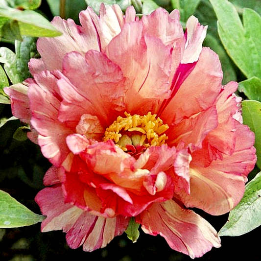 ITOH Sonoma Kaleidoskope