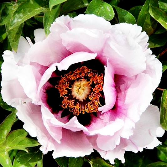 Icy Heart Pink Lotus