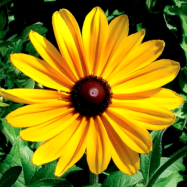 Indian Summer Rudbeckia Seeds