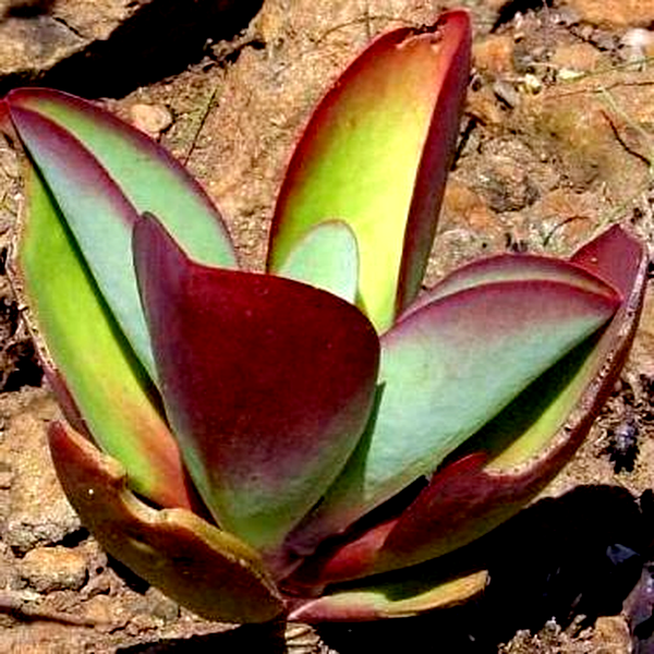 Kalanchoe paniculata