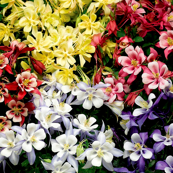 Kirigami Mix Columbine Seeds