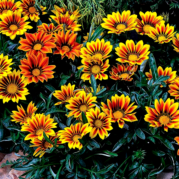 Kiss™ Flame Mix Hybrid Gazania Seeds
