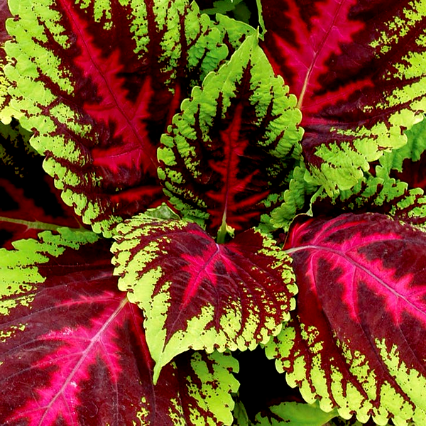 Kong® Mosaic Premium Shade Coleus Seeds