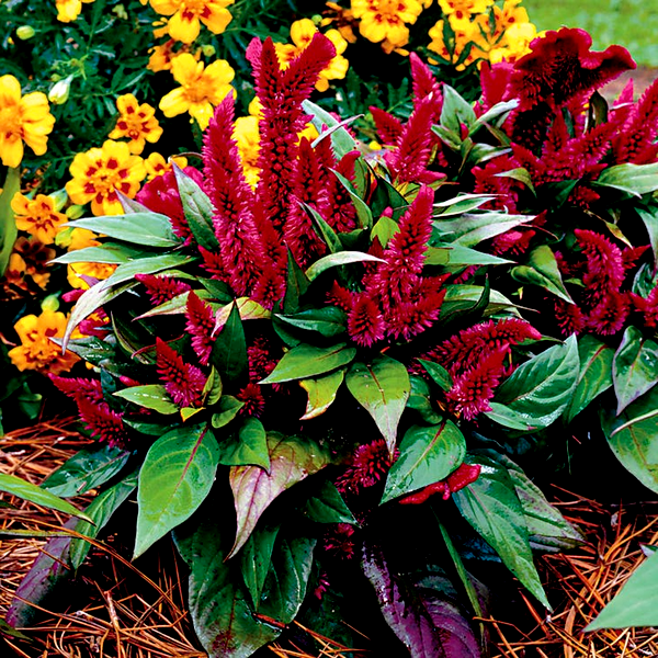 Kosmo Purple Red Celosia Seeds