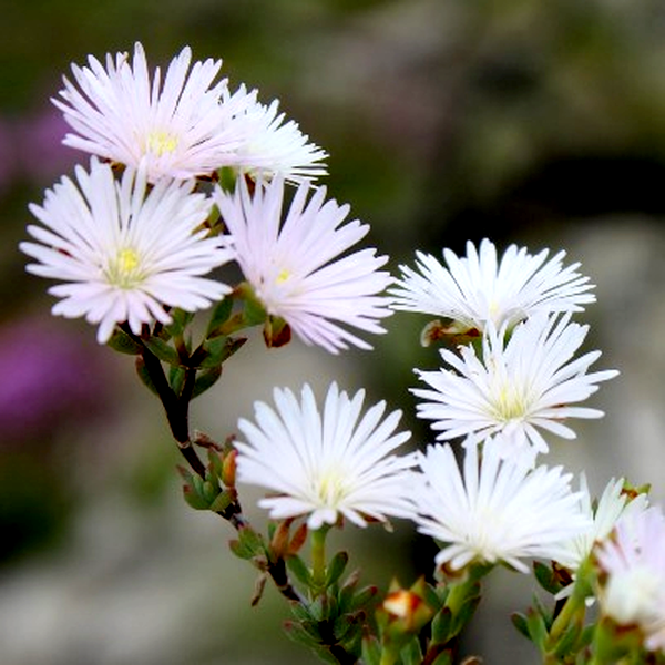 Lampranthus falcatus