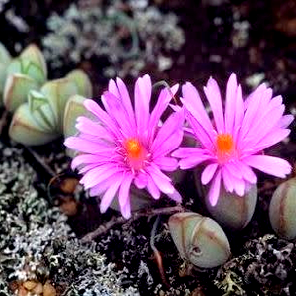 Lampranthus maximiliana