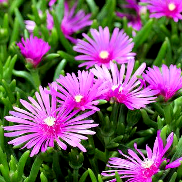 Lampranthus spectabilis
