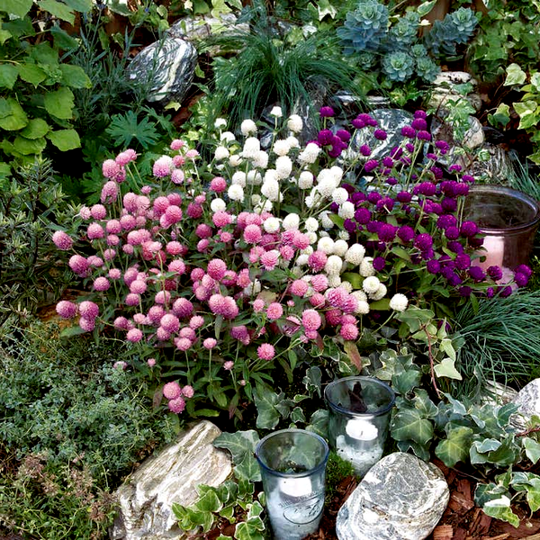 Las Vegas Mix Gomphrena Seeds