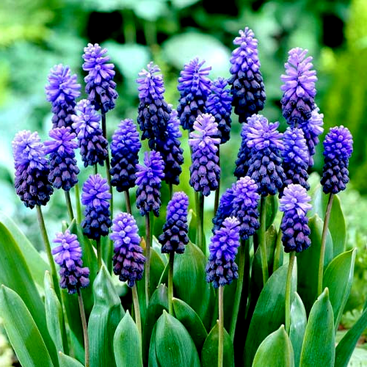 Latifolium