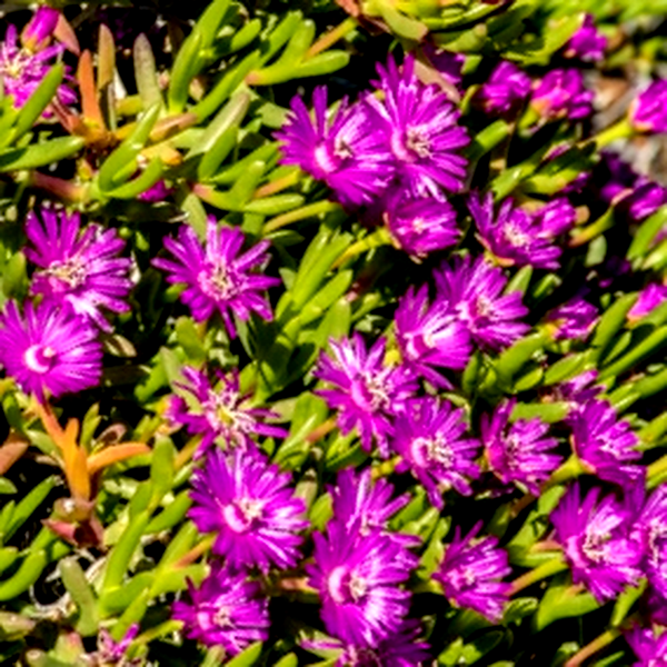 Leipoldtia schultzei