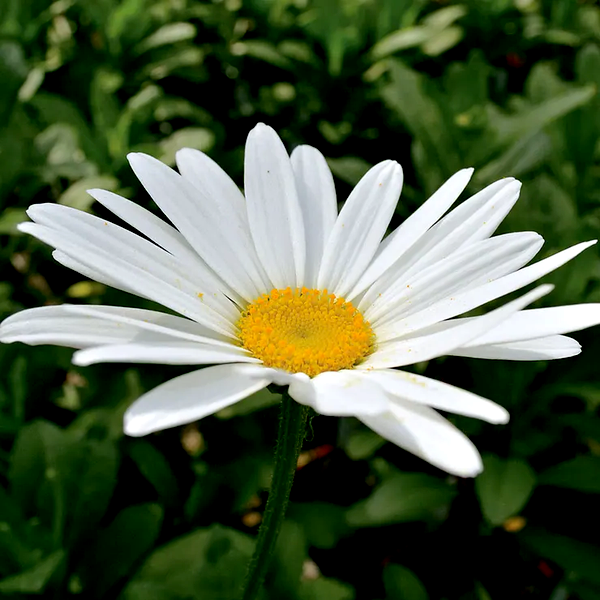 Leucanthemum 'Becky' Daisy