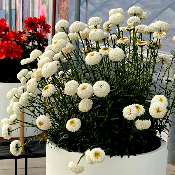Leucanthemum Realflor® 'Real Tiny Bubbles' Shasta Daisy