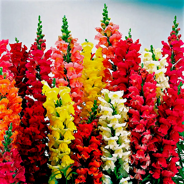 Liberty™ Classic Mix Snapdragon Seeds