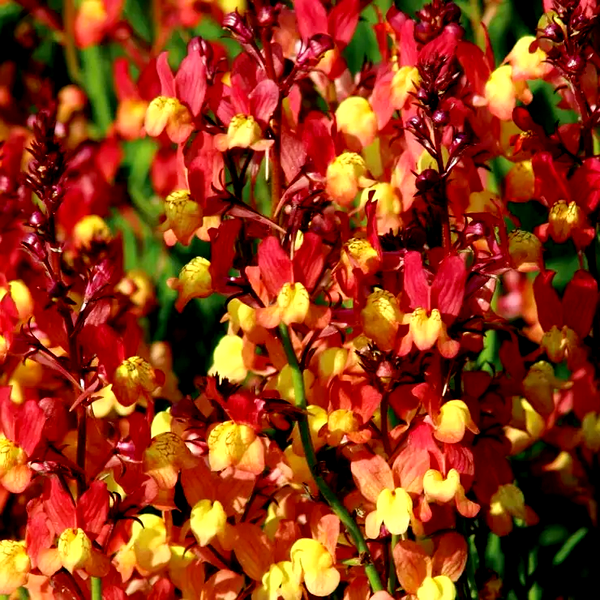 Licilia Peach' False Snapdragon Seeds