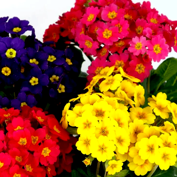 Lighthouse Mix Primula Seeds