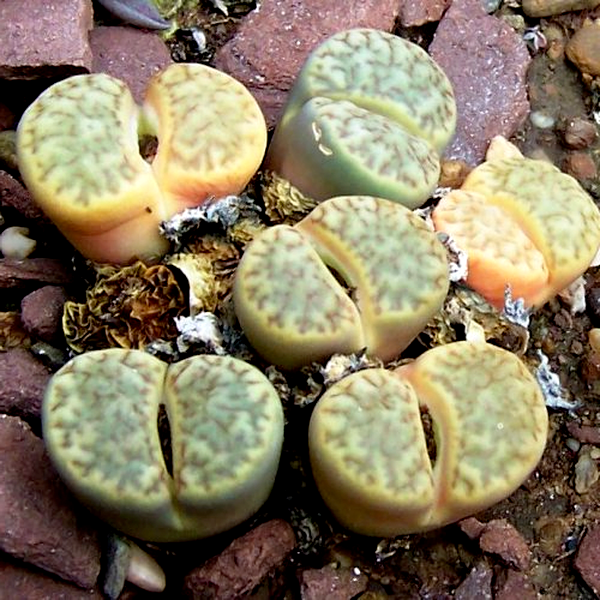 Lithops bromfieldii var bromfieldii
