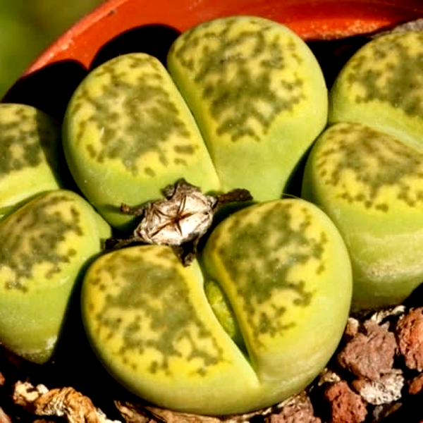 Lithops bromfieldii var sulphurea