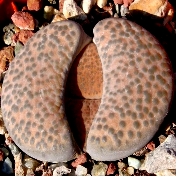 Lithops fulviceps var fulviceps lydiae