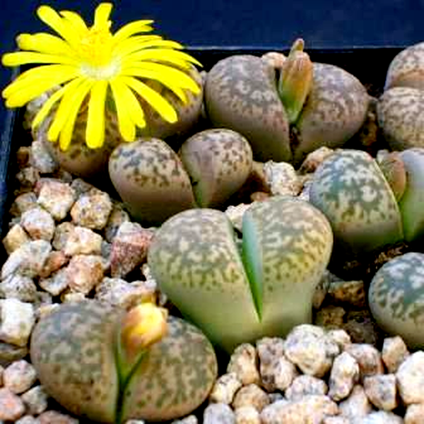 Lithops gesinae