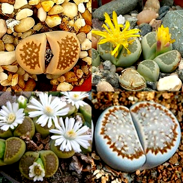 Lithops hallii Mixed Forms