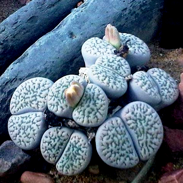 Lithops hookeri susannae