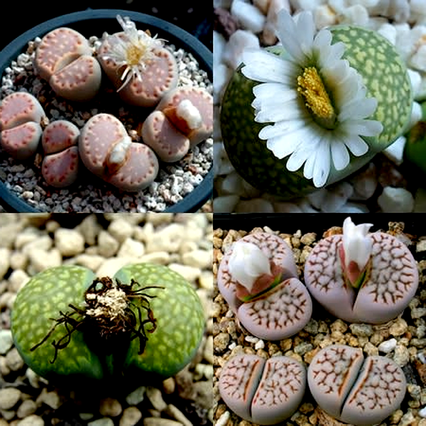 Lithops julii Mixed Forms