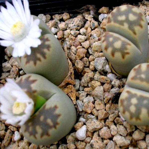 Lithops julii ssp fulleri var brunnea