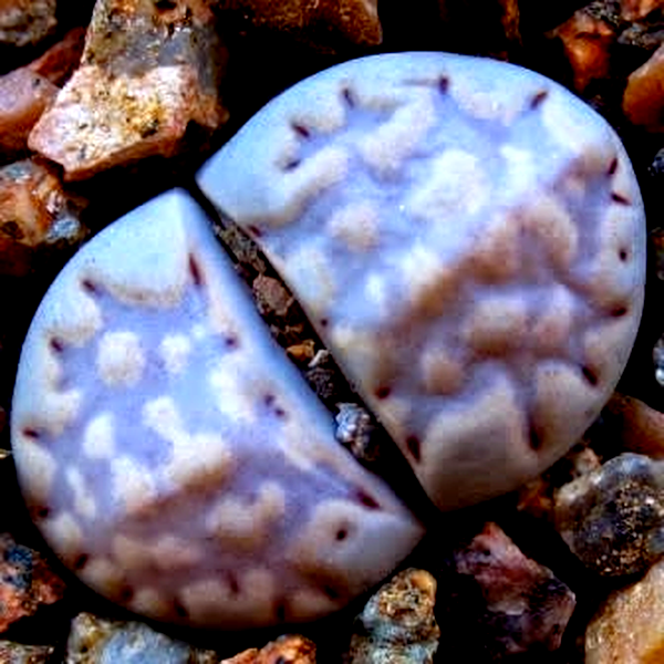 Lithops julii var fulleri