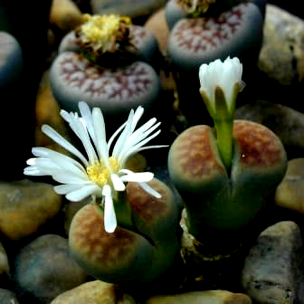 Lithops karasmontana jacobseniae