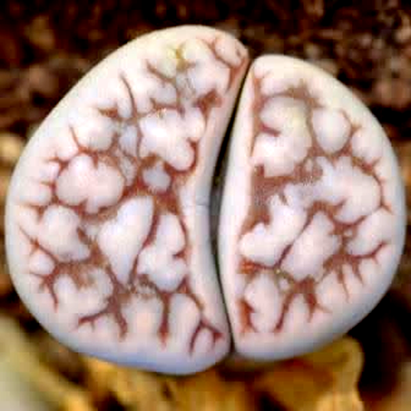 Lithops karasmontana ssp eberlanzii witputzensis
