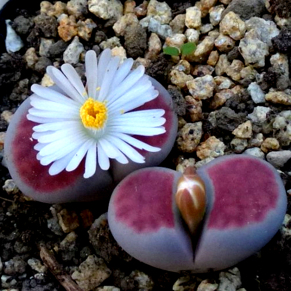 Lithops karasmontana ssp karasmontana var aiaiensis