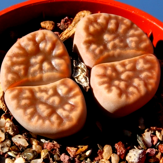 Lithops karasmontana var lericheana