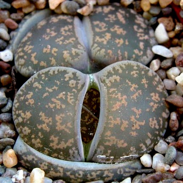 Lithops lesliei ssp lesliei Grey Form