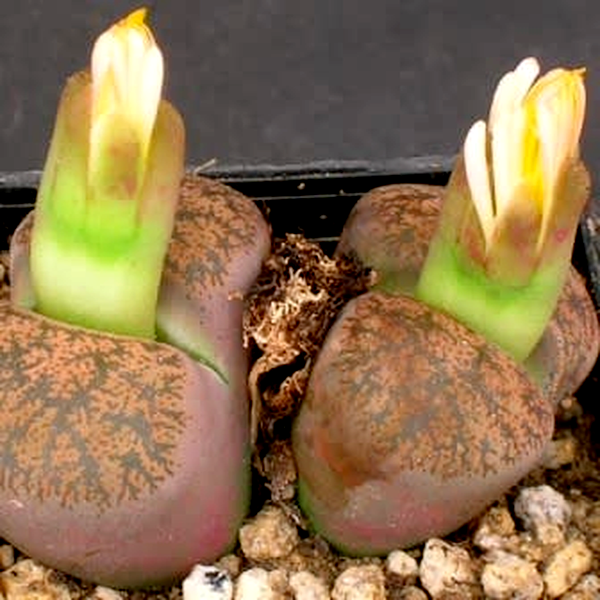 Lithops lesliei ssp lesliei var minor