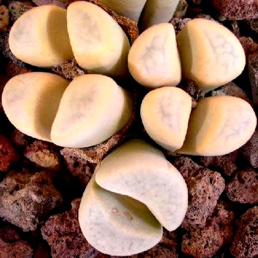 Lithops meyeri