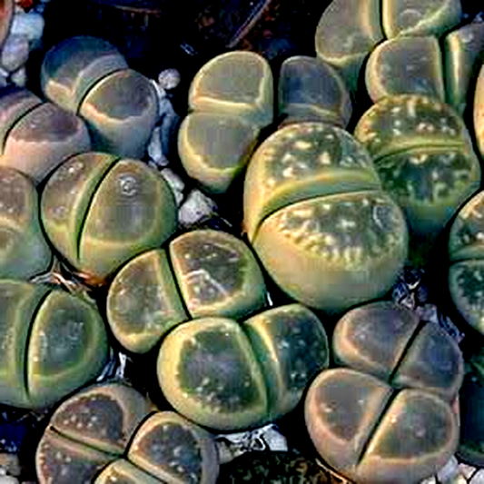Lithops olivacea ssp olivacea