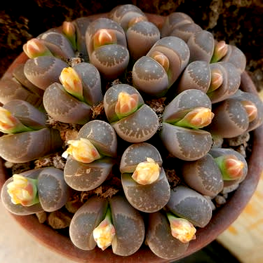 Lithops olivacea var nebrownii