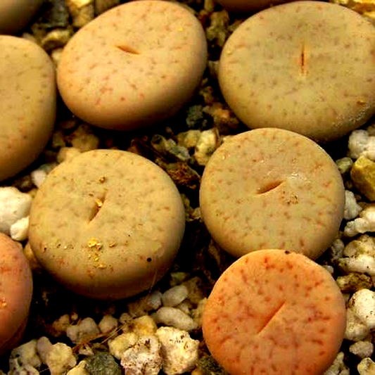 Lithops pseudotruncatella ssp pseudotruncatella var riehmerae