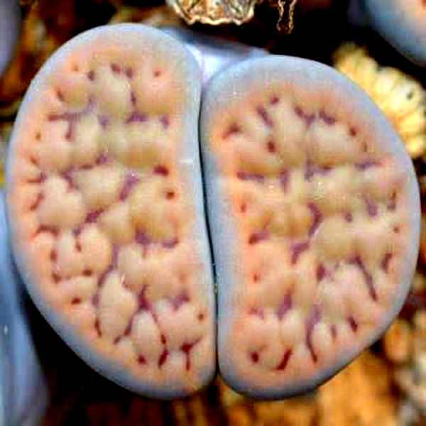 Lithops schwantesii ssp schwantesii