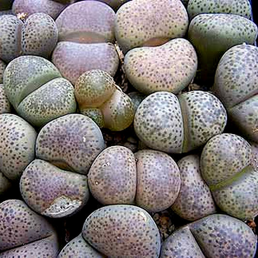 Lithops terricolor