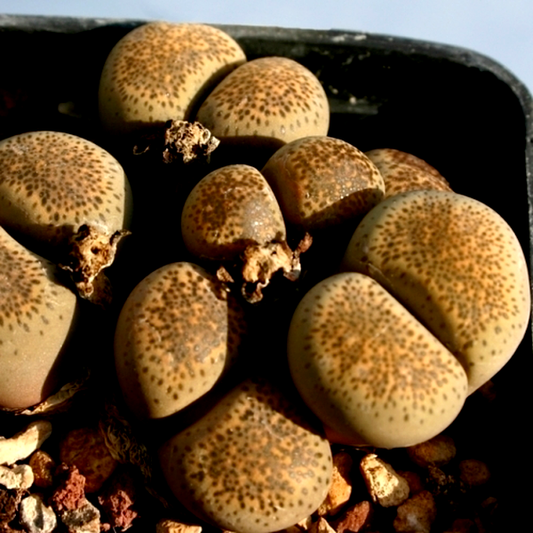 Lithops terricolor Prins Albert Form