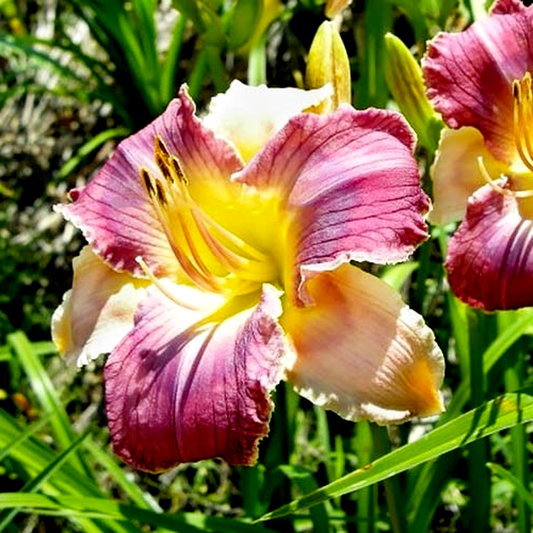 Longfields Woodpecker