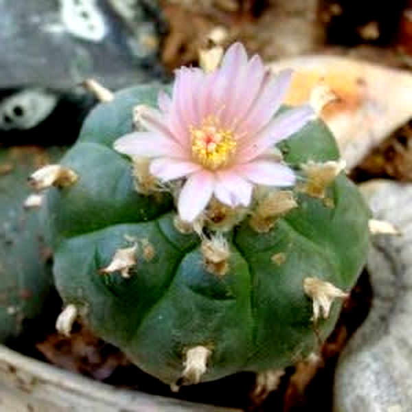 Lophophora williamsii – Peyote Cactus