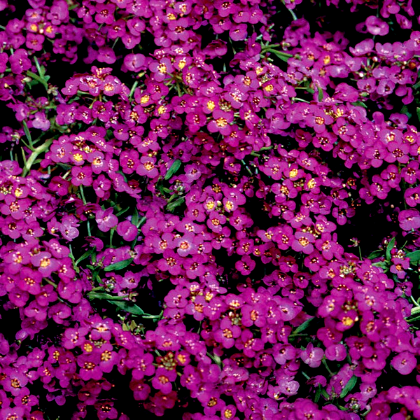 Love-Lies-Bleeding Red Amaranthus Seeds