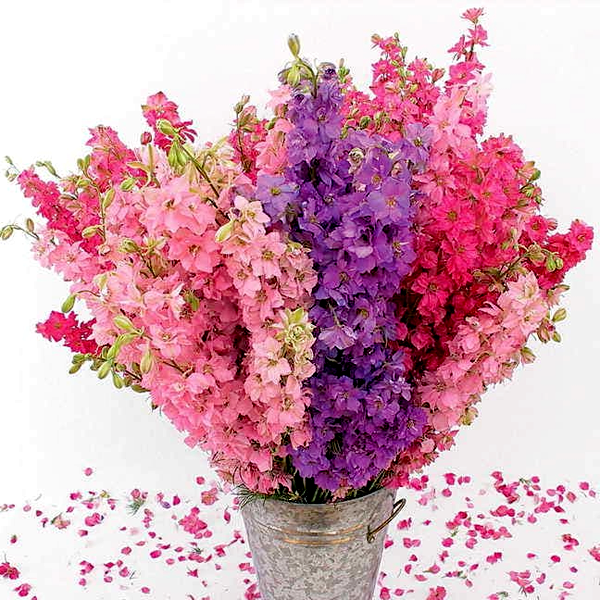 Lovers' Mix Organic Larkspur Seeds