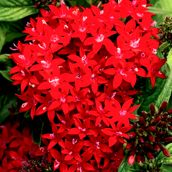 Lucky Star® Dark Red Pentas Seeds