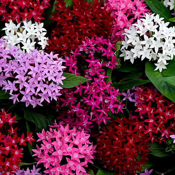 Lucky Star® Mixture Pentas Seeds